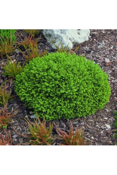 Ель Литл Джем